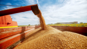 Украина планирует на треть сократить экспорт зерновых и масличных